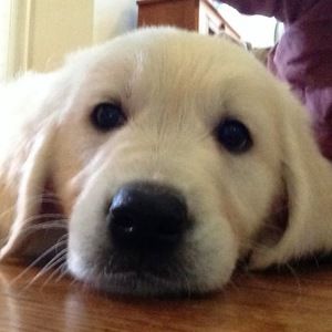 Meet your Posher, Nora